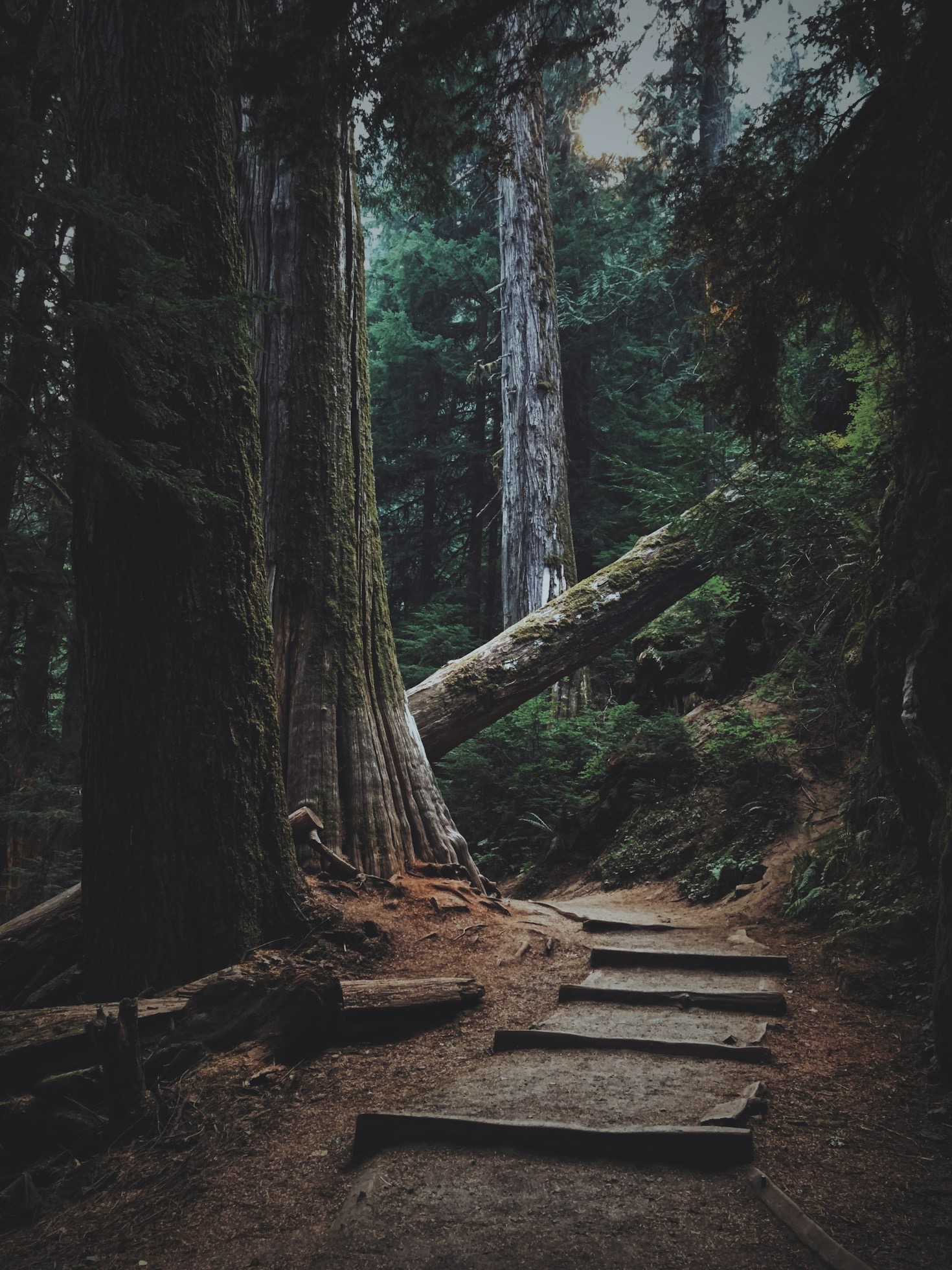 Preparing Your Body For Mountain Climbs