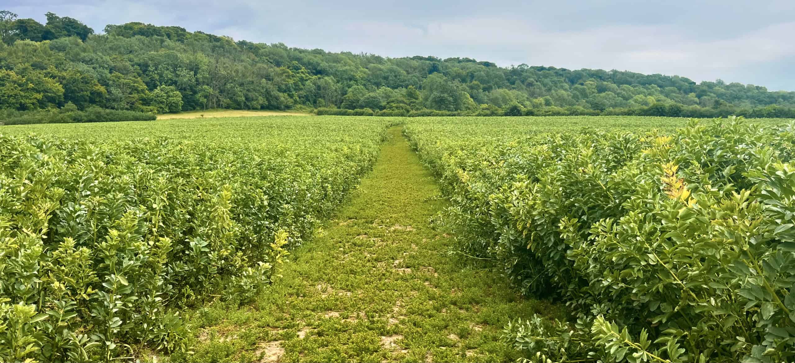 Green path between dense bushes, with a wooded hill in the background.