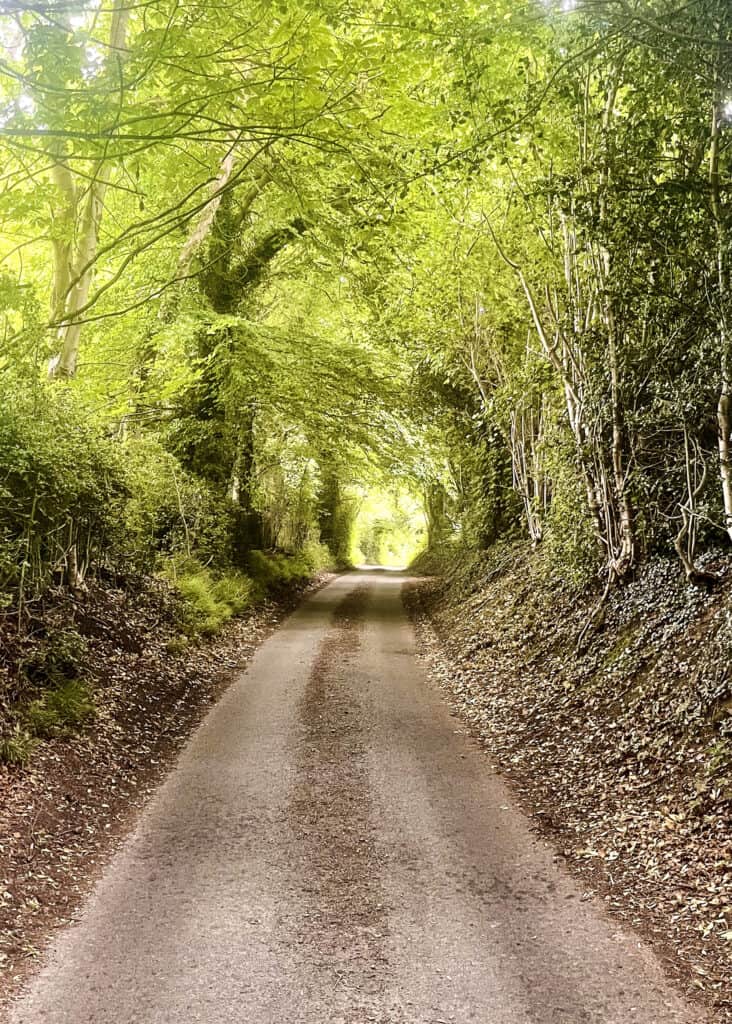 Narrow asphalt path through a green tunnel of trees and bushes.
