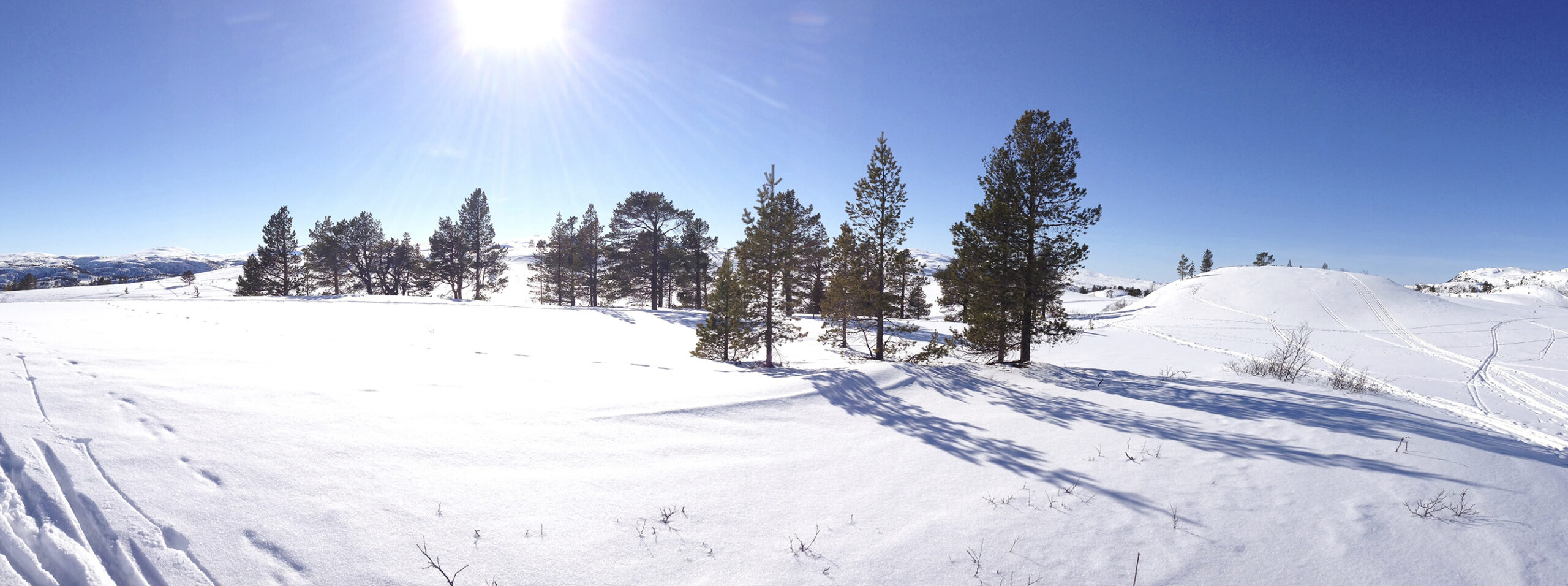 Snow covered hilly landscape with pine trees beneath a clear blue sky.